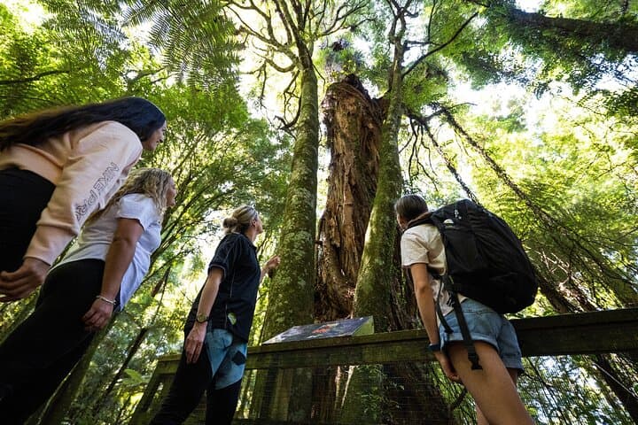 Hamilton Gardens and Sanctuary Mountain Ancient Forest: Full-Day Guided Tour
