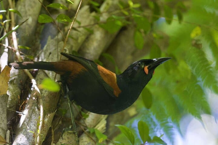 Hamilton Gardens and Sanctuary Mountain Ancient Forest: Full-Day Guided Tour photo 5