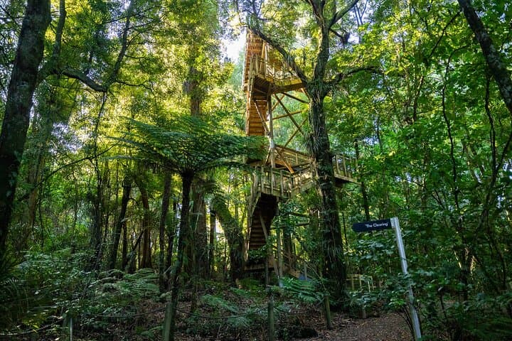 Hamilton Gardens and Sanctuary Mountain Ancient Forest: Full-Day Guided Tour photo 6