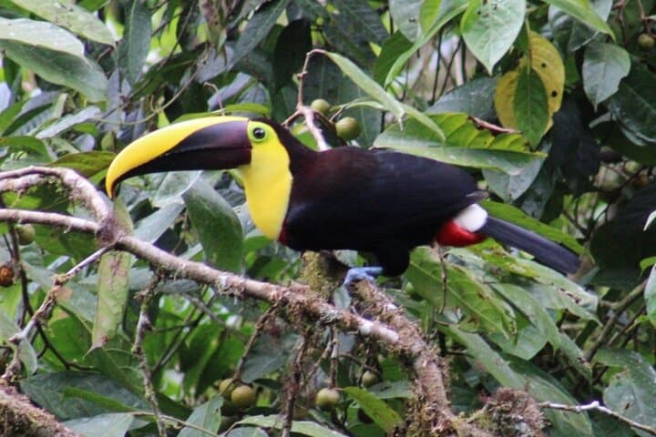 Mindo Cloud Forest Private Tour: Hummingbirds, Waterfalls & Chocolate Tasting photo 3