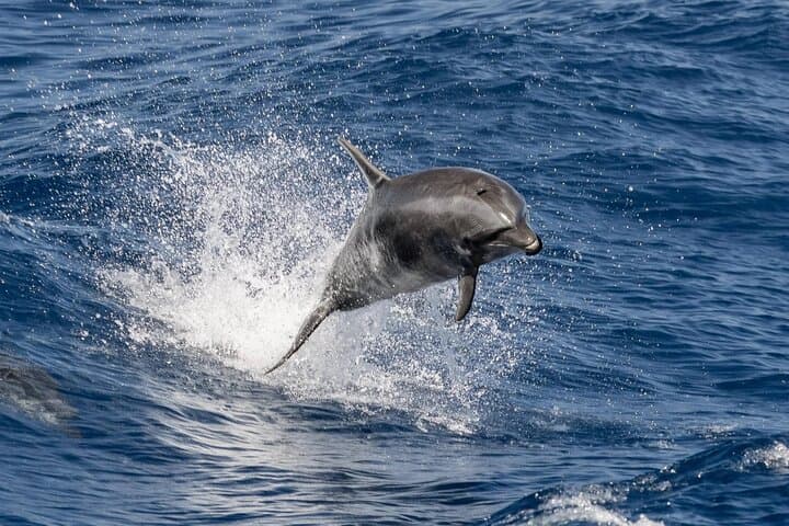Double Reef Snorkel and Dolphin Watch — Kona Guided Reef Tour photo 5