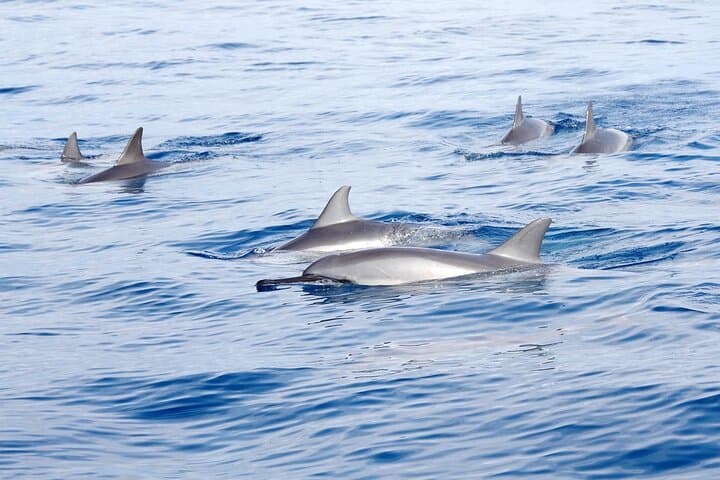 Double Reef Snorkel and Dolphin Watch — Kona Guided Reef Tour photo 6
