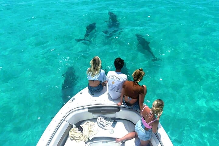 Key West Dolphin Watching & Snorkeling Tour from The Perry Hotel