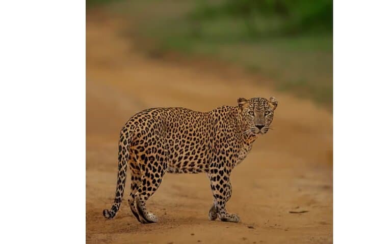 Anuradhapura to Wilpattu: Private Day Tour from Dambulla — Ancient Temples and Leopard Safari photo 5