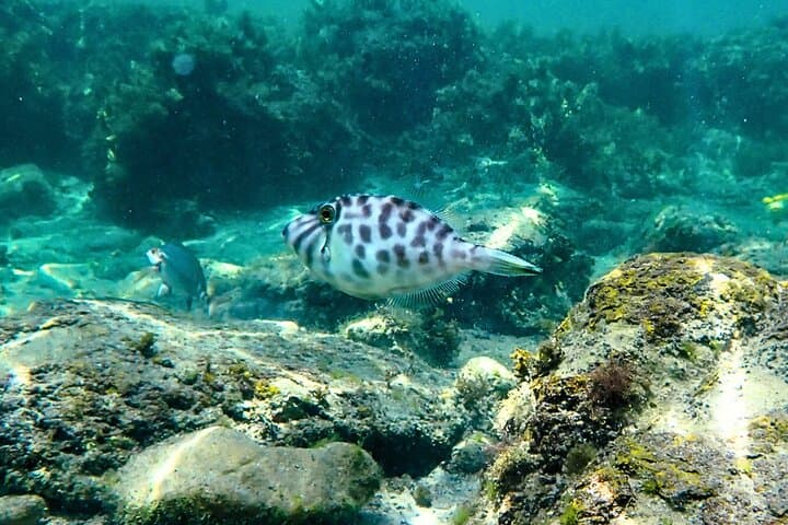Snorkel Clovelly Beach: Discover Sydney’s Underwater Wonders photo 4