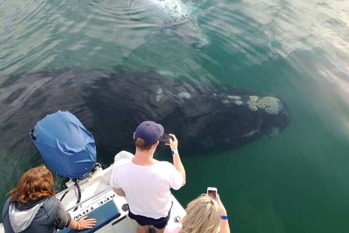 Gansbaai Shark Cage Diving and Whale Watching: Combo Marine Adventure photo 6