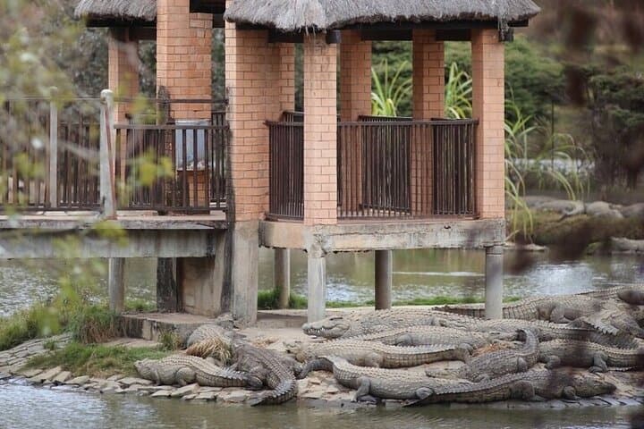 Up-Close with Lemurs and Crocodiles: Day Tour from Antananarivo