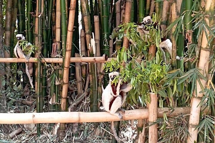 Up-Close with Lemurs and Crocodiles: Day Tour from Antananarivo photo 4
