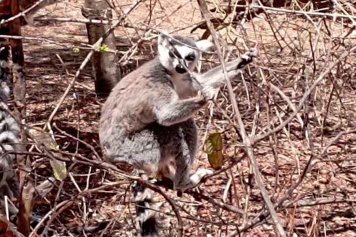 Up-Close with Lemurs and Crocodiles: Day Tour from Antananarivo photo 5