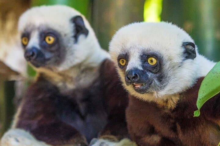 Up-Close with Lemurs and Crocodiles: Day Tour from Antananarivo photo 2