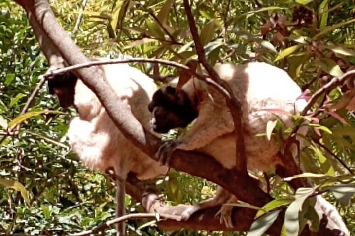 Up-Close with Lemurs and Crocodiles: Day Tour from Antananarivo photo 6