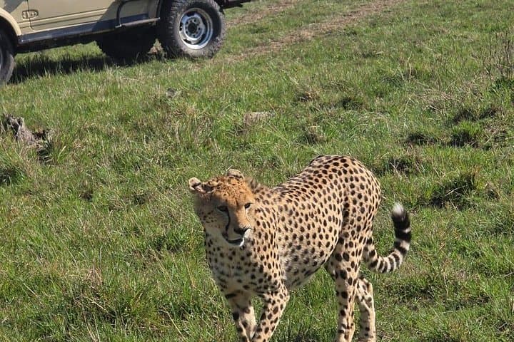 4-Day Masai Mara & Lake Nakuru Safari in a Landcruiser: Big Five Game Drives and Flamingos photo 2