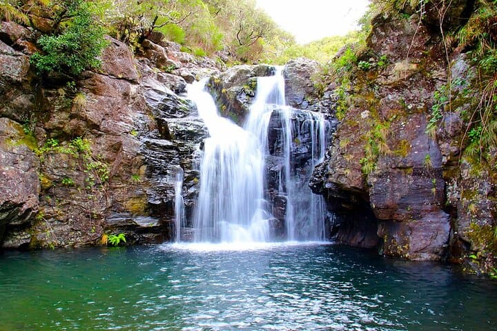 Levada do Alecrim Walk: Explore Madeira’s Laurissilva Forest photo 3