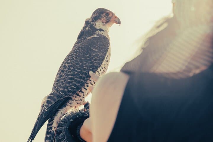 Red Dunes Safari Dubai: Dune Bashing, Camel Ride & BBQ Under the Stars photo 3