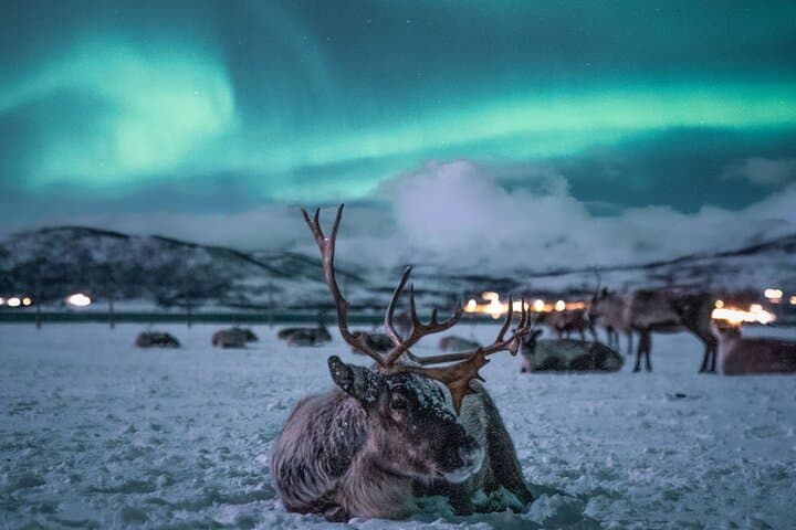 Sami Reindeer Camp and Northern Lights Night from Tromsø photo 3