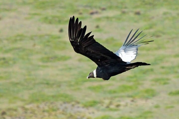 Full-Day Antisana Condor Watching and La Mica Lagoon — Quito Day Trip photo 3