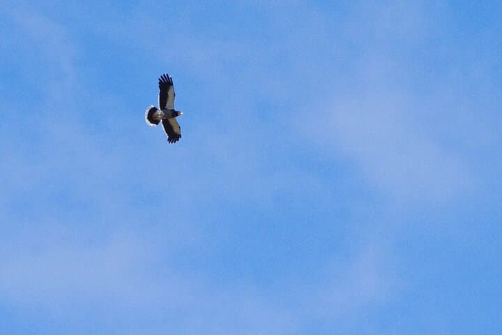 Full-Day Antisana Condor Watching and La Mica Lagoon — Quito Day Trip photo 2