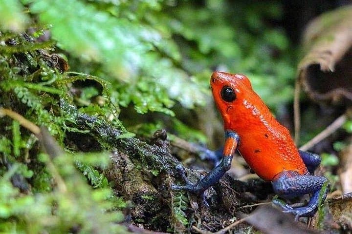 Private Night Walk in La Fortuna Rainforest — Guided Nocturnal Wildlife Experience photo 3