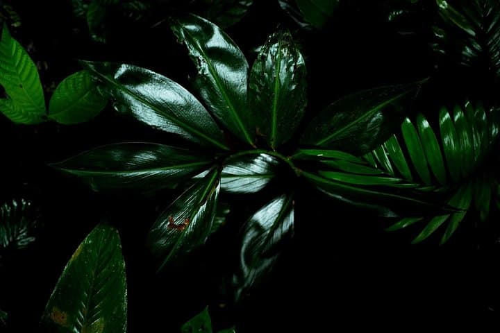 Private Night Walk in La Fortuna Rainforest — Guided Nocturnal Wildlife Experience photo 4