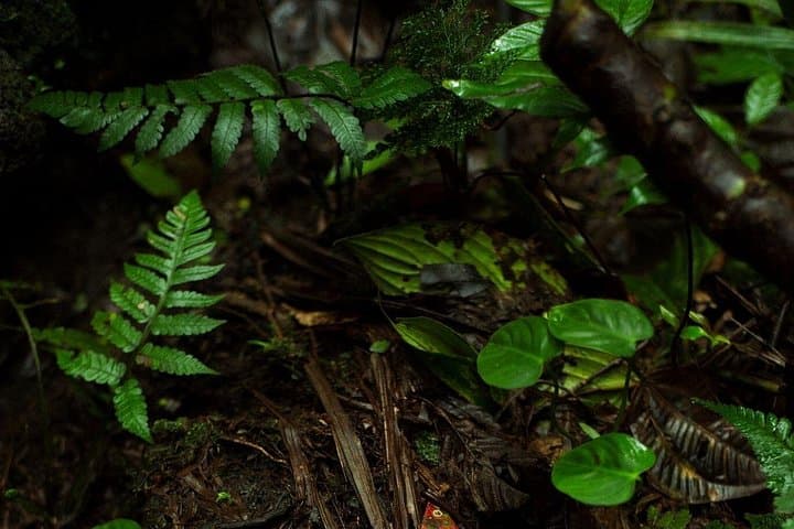 Private Night Walk in La Fortuna Rainforest — Guided Nocturnal Wildlife Experience photo 5