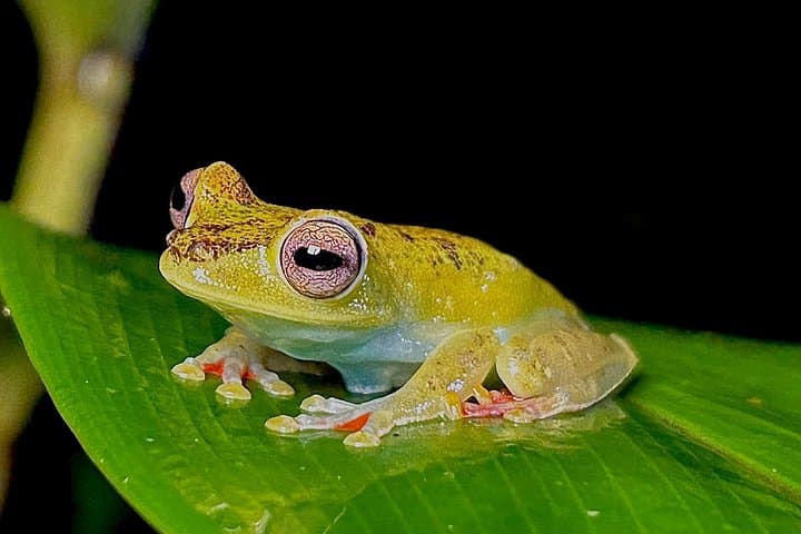 Private Night Walk in La Fortuna Rainforest — Guided Nocturnal Wildlife Experience photo 6