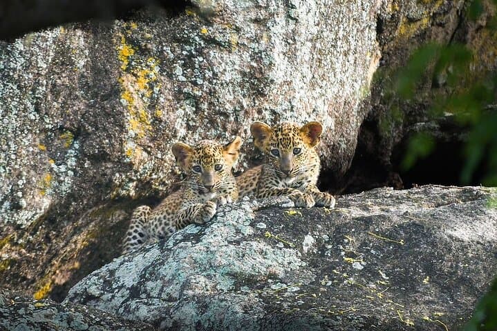 Yala National Park Safari — Half & Full‑Day Jeep Tours to Spot Leopards