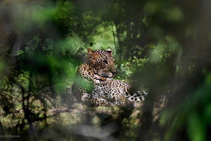 Yala National Park Safari — Half & Full‑Day Jeep Tours to Spot Leopards photo 2