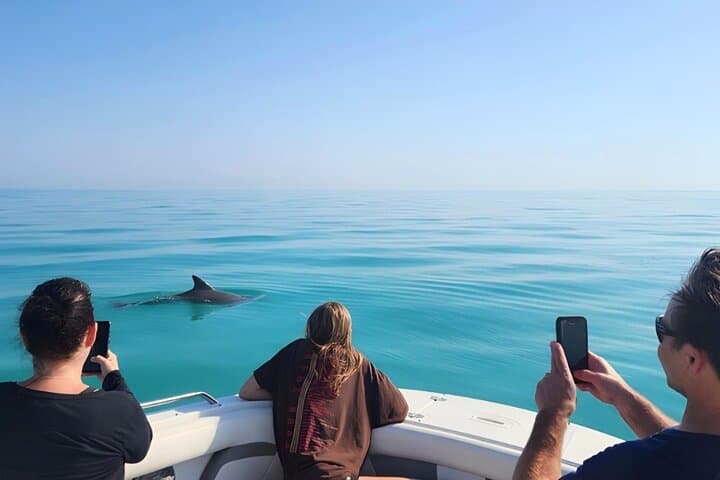 Key West Small-Group Dolphin Watching & Snorkeling: Sandbars, Backcountry Reefs, and Calm Water photo 4