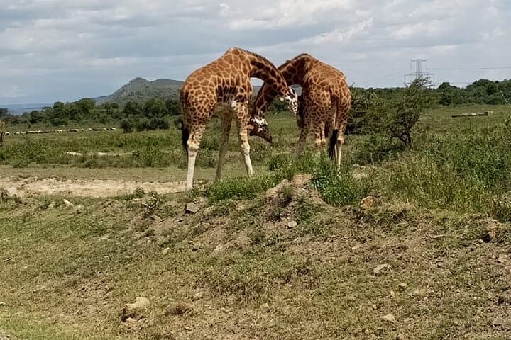 Giraffe Centre Nairobi: Hands-On Rothschilds Giraffe Encounter & Kobe Beads Visit photo 2