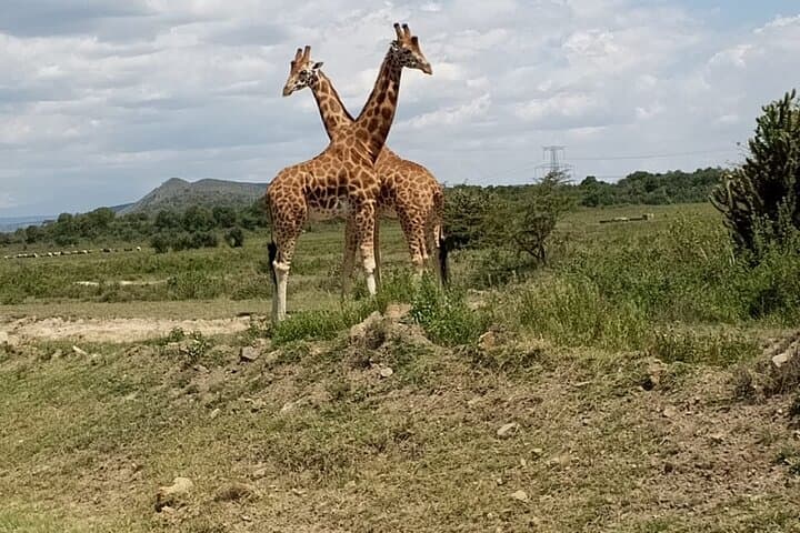 Giraffe Centre Nairobi: Hands-On Rothschilds Giraffe Encounter & Kobe Beads Visit photo 6