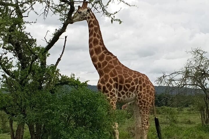 Giraffe Centre Nairobi: Hands-On Rothschilds Giraffe Encounter & Kobe Beads Visit photo 3