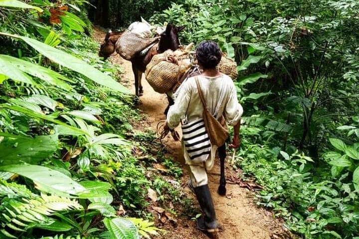 Indigenous Heritage Trek in Minca: Coffee, Cacao & Waterfall Experience photo 5