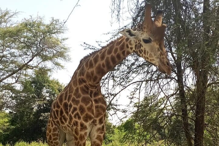 Giraffe Centre Nairobi: Hands-On Rothschilds Giraffe Encounter & Kobe Beads Visit photo 4