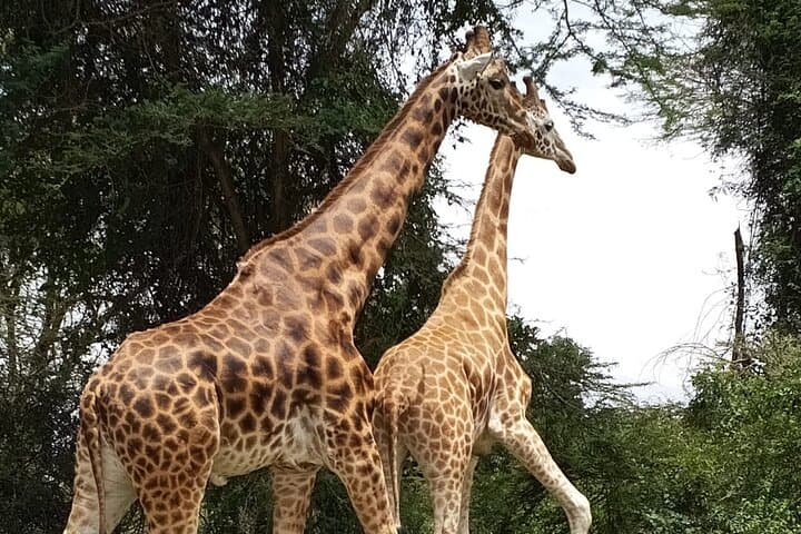Giraffe Centre Nairobi: Hands-On Rothschilds Giraffe Encounter & Kobe Beads Visit photo 5