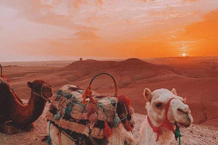 Sunrise Camel Ride and Moroccan Breakfast in Agafay Desert — Marrakech Sunrise Tour photo 1