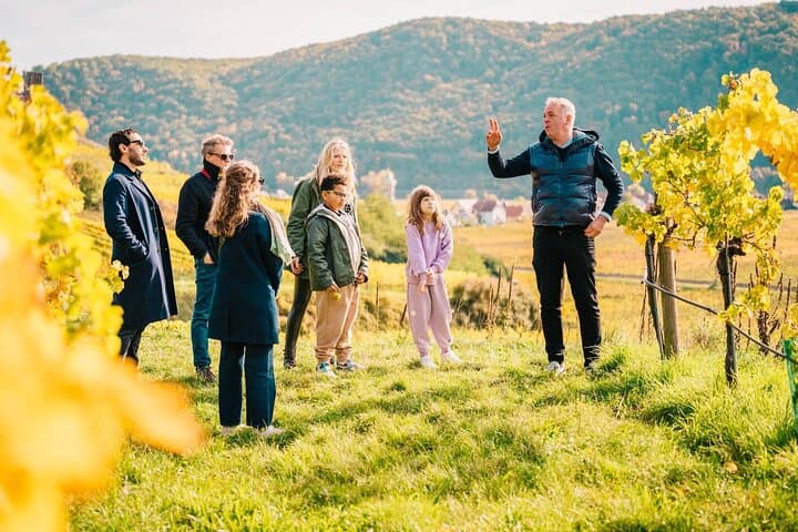 Wachau Valley Private Wine Tour: Tastings, Castles & Gourmet Lunch from Vienna photo 1