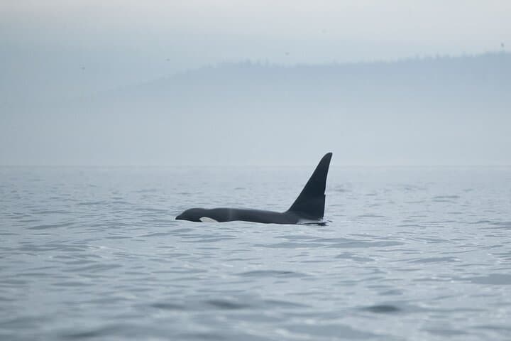 Winter Victoria Covered-Vessel Whale and Wildlife Tour photo 2