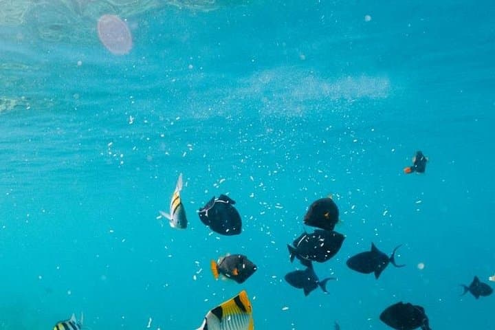 Private Snorkel Escape Adventure in Cozumel — Buggy, Cenote & Beach Club photo 3