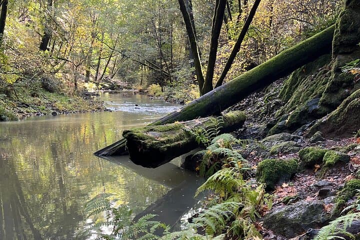 Sacred Salmon Spawning Walk: Fairfax Redwoods Wildlife Immersion
