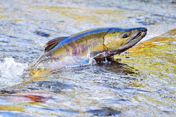Sacred Salmon Spawning Walk: Fairfax Redwoods Wildlife Immersion photo 2