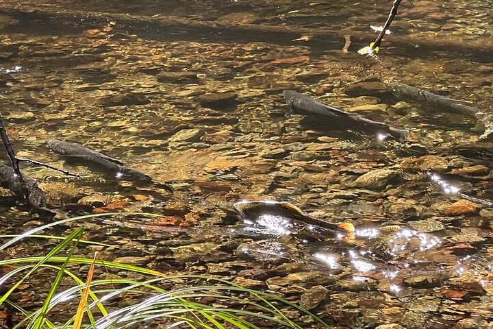 Sacred Salmon Spawning Walk: Fairfax Redwoods Wildlife Immersion photo 4