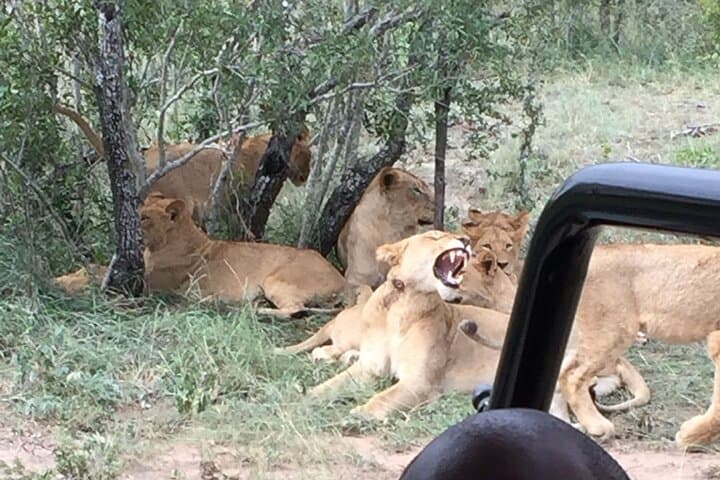 Kruger National Park Guided Safari and Volunteer Experience (6-Day) photo 6