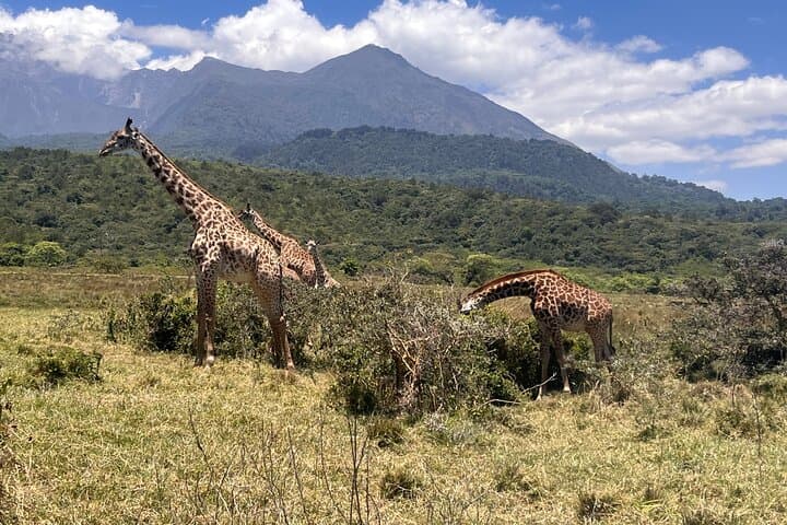 Climb Mt. Meru: 4-Day Trek & Arusha National Park Safari photo 2