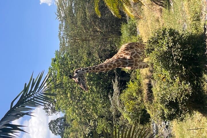 Climb Mt. Meru: 4-Day Trek & Arusha National Park Safari photo 3
