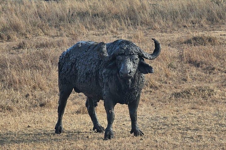 3-Day Safari from Zanzibar to Mikumi National Park — Ferry, Train & Game Drives