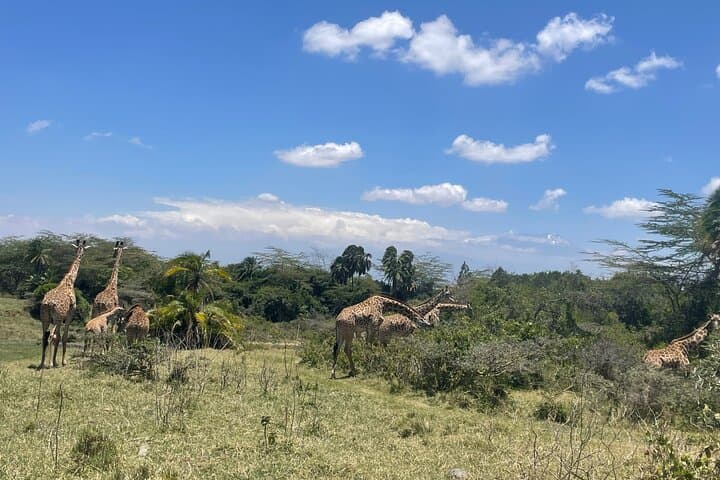 Climb Mt. Meru: 4-Day Trek & Arusha National Park Safari photo 5