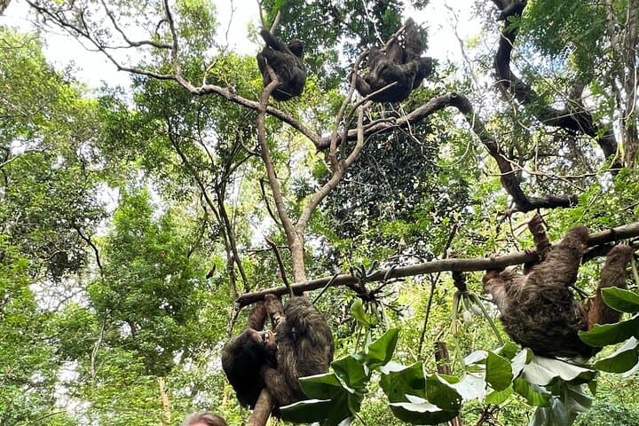 Roatán Sloth Buggy Safari: ATV Jungle Ride & Pristine Bay Beach photo 3