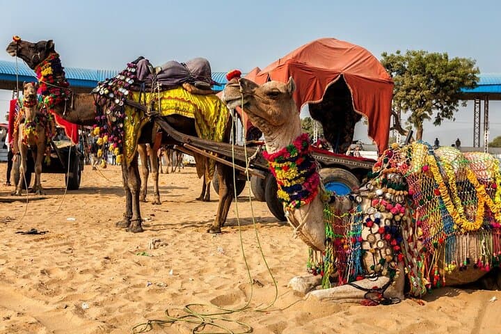 4-Day Rajasthan Highlights: Jaipur, Pushkar, Jodhpur & Udaipur Tour photo 4