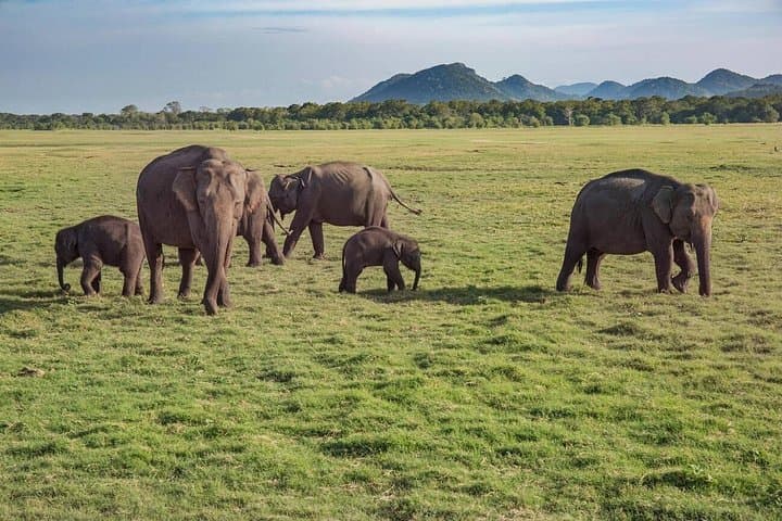 Udawalawe Safari from Mirissa: Full-Day Elephant & Wildlife Jeep Tour photo 2
