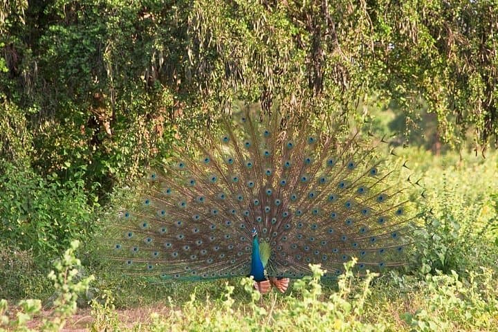 Udawalawe Safari from Mirissa: Full-Day Elephant & Wildlife Jeep Tour photo 3